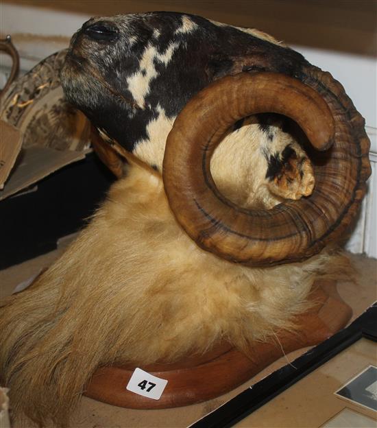 Taxidermic rams head
